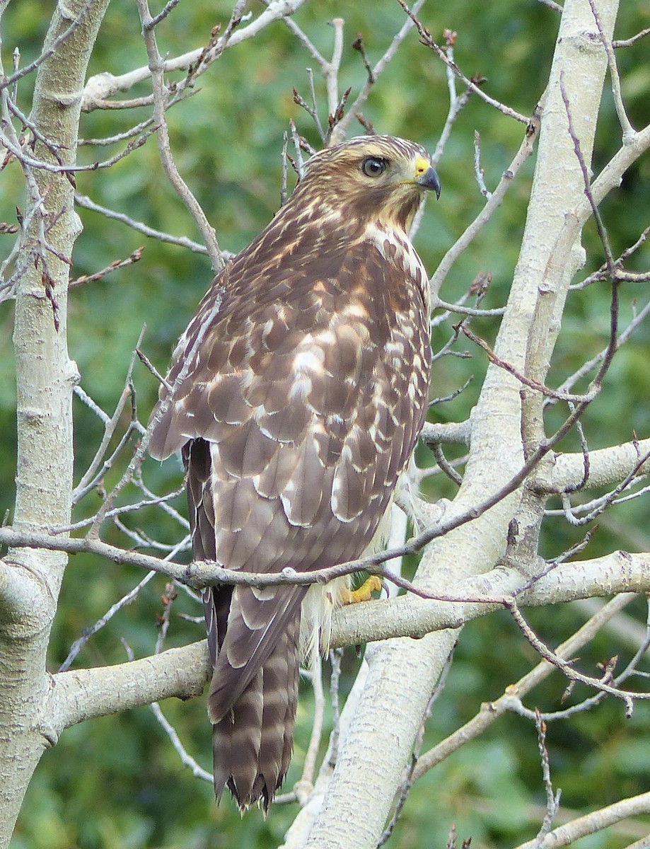 Red-shouldered Hawk - Marie Giroux