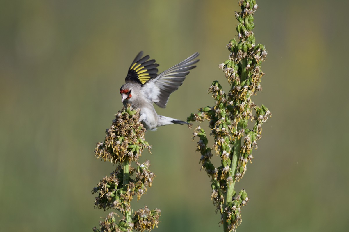 European Goldfinch - Stella Hao