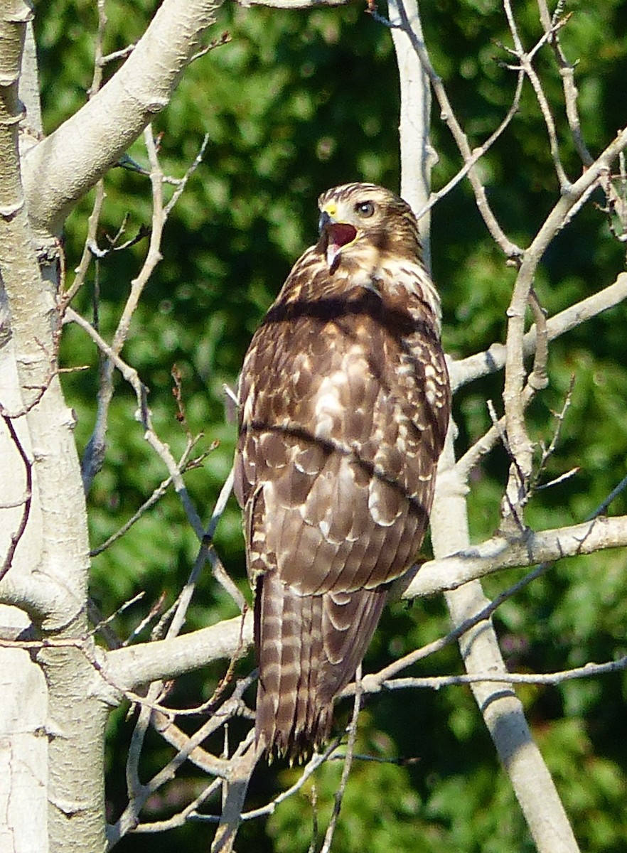 Red-shouldered Hawk - Marie Giroux