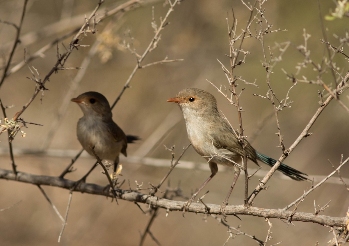 Splendid Fairywren - ML35779131