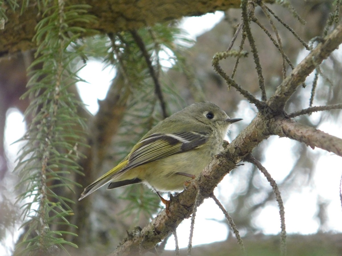 Ruby-crowned Kinglet - ML357791741