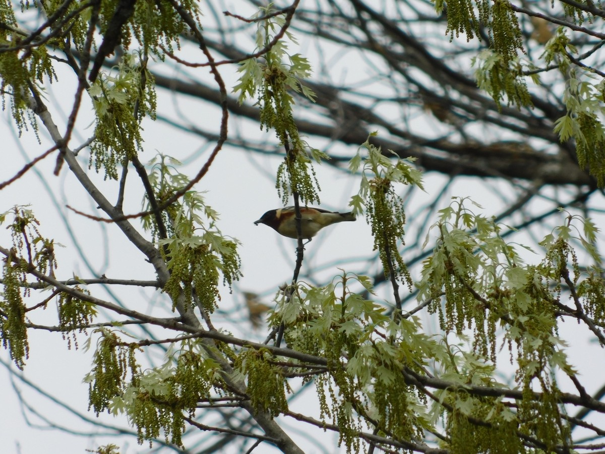 Bay-breasted Warbler - ML357791811
