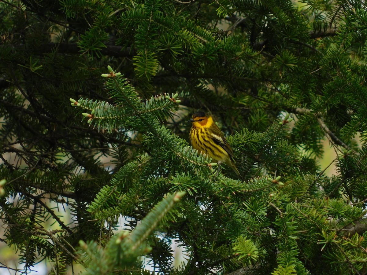 Cape May Warbler - ML357791821
