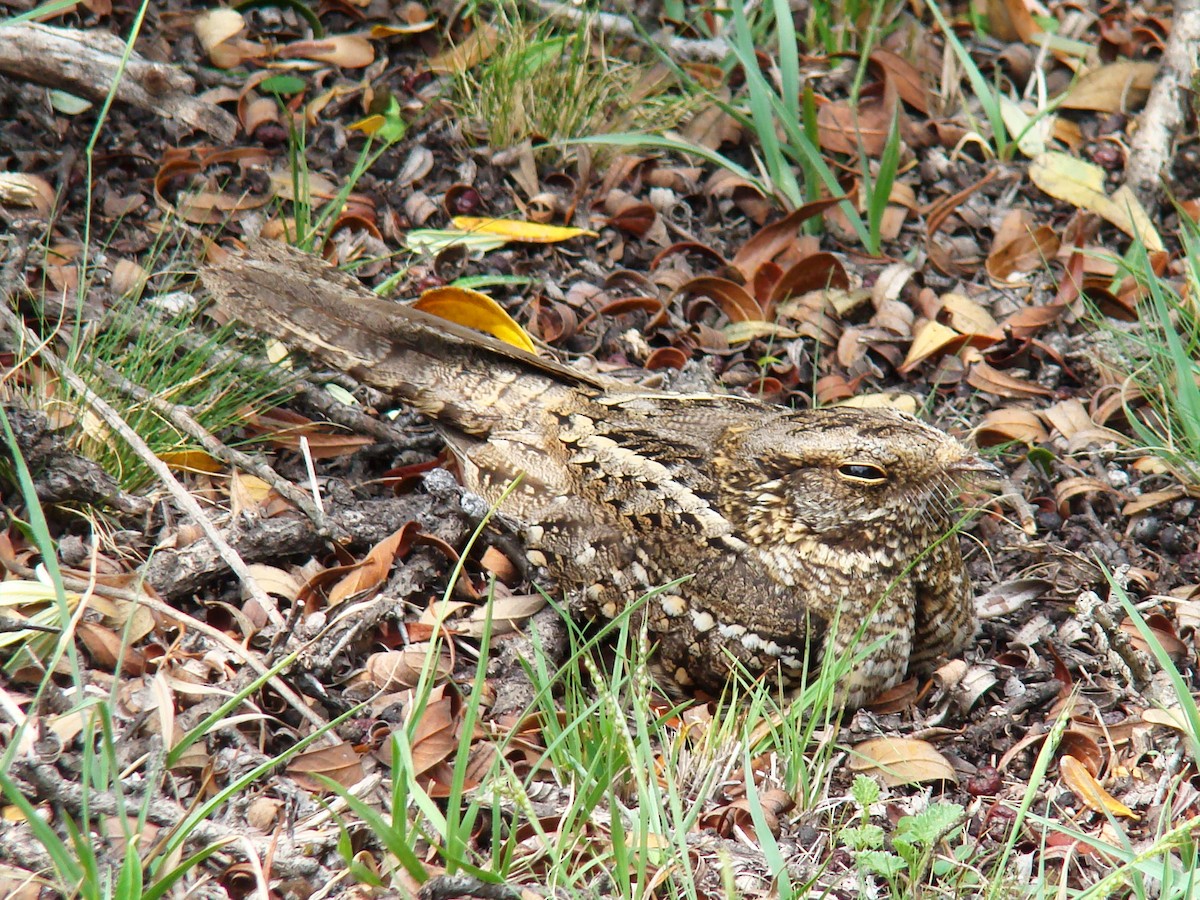 Scissor-tailed Nightjar - ML357791891