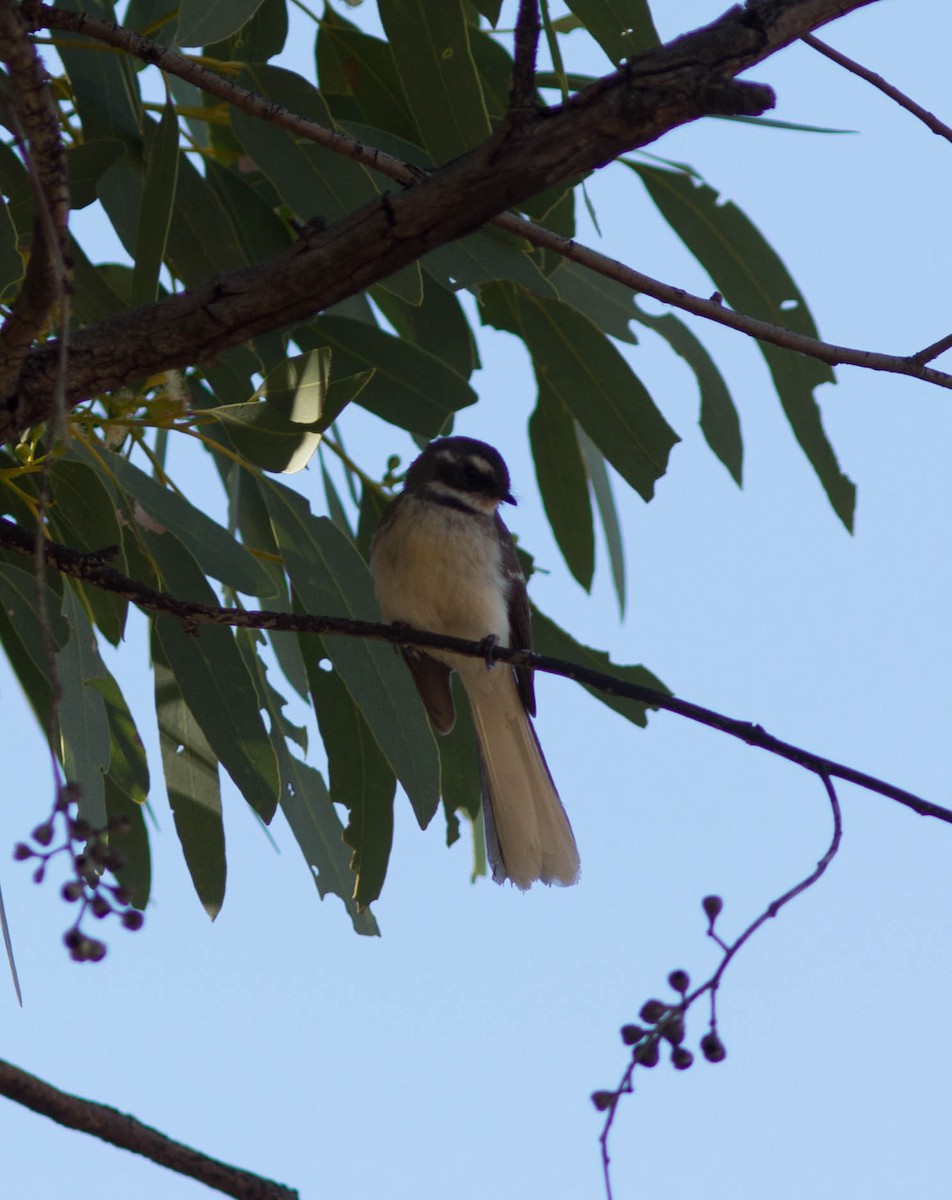 Gray Fantail (albicauda) - ML35779211