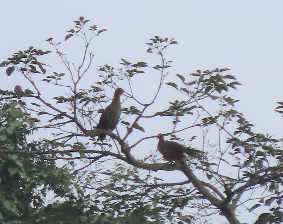 Rufous-headed Chachalaca - Emily Larson