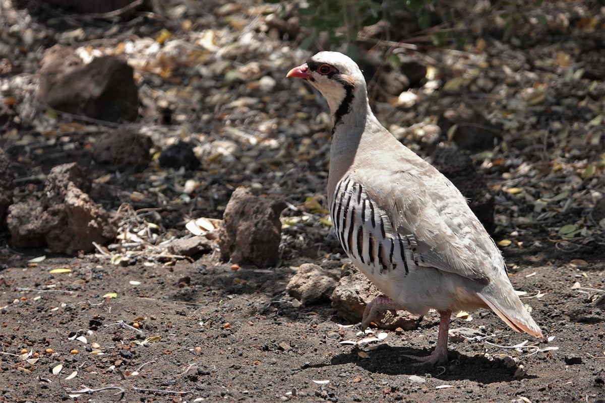 Chukar - Jeffrey Turner