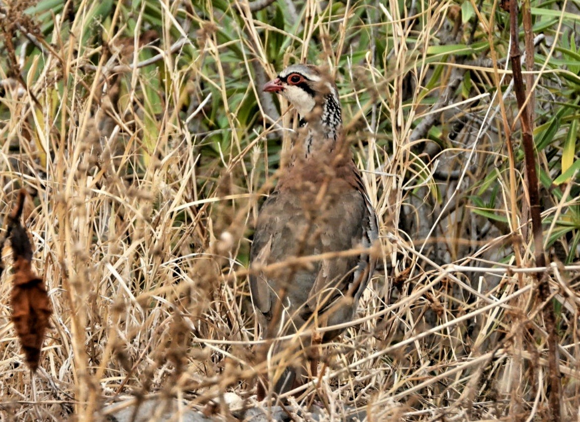 Red-legged Partridge - ML357793281