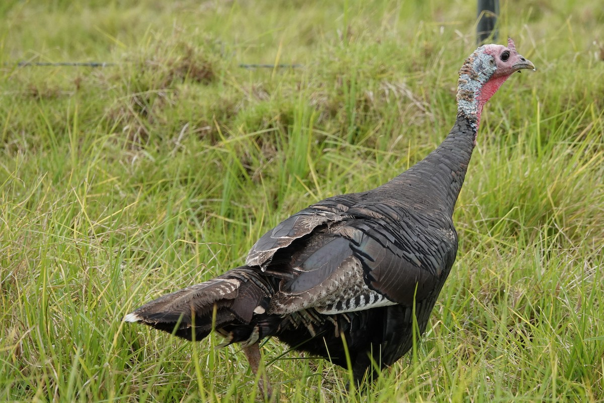 Wild Turkey - ML357793351