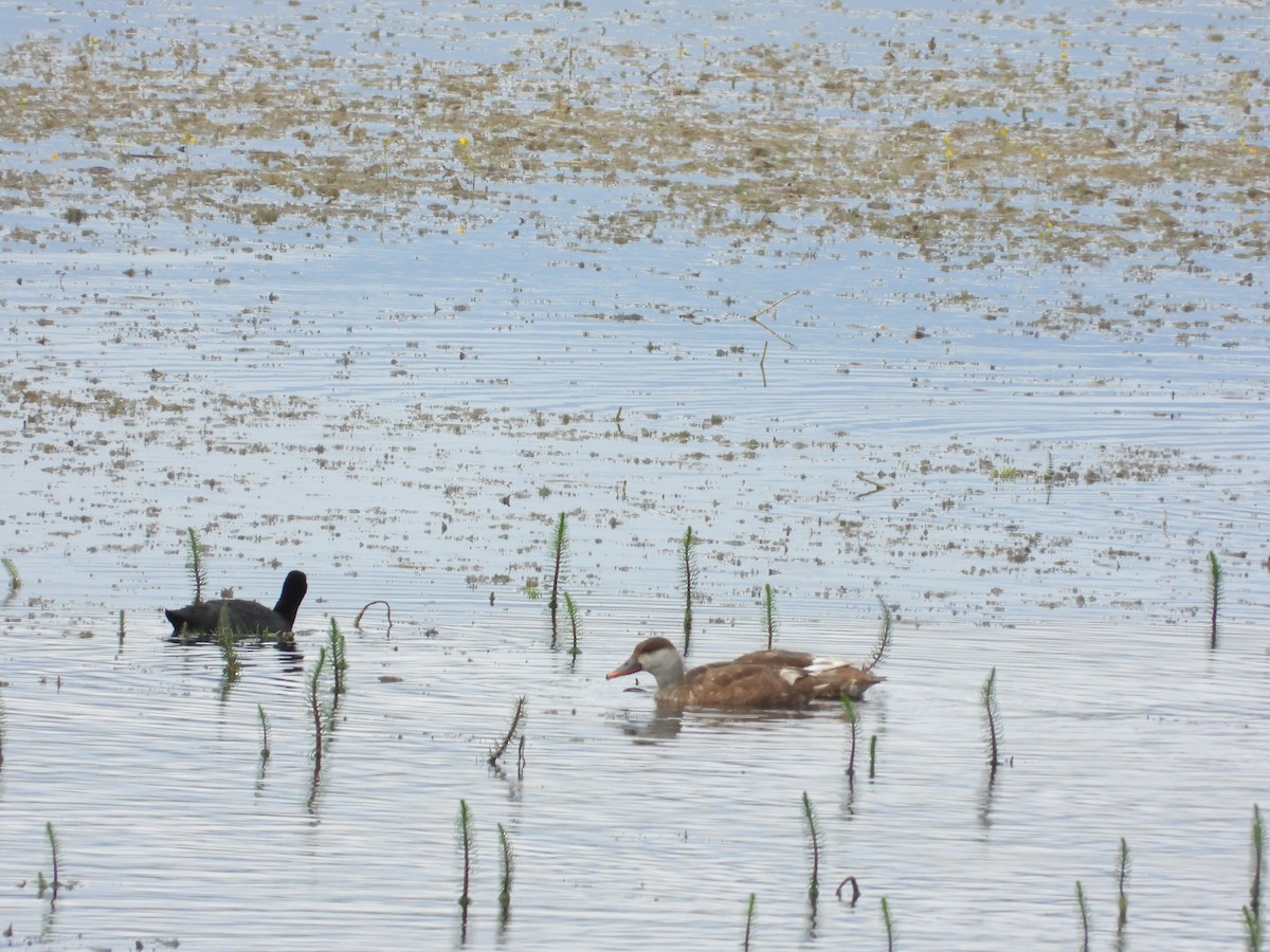 Red-crested Pochard - ML357793381