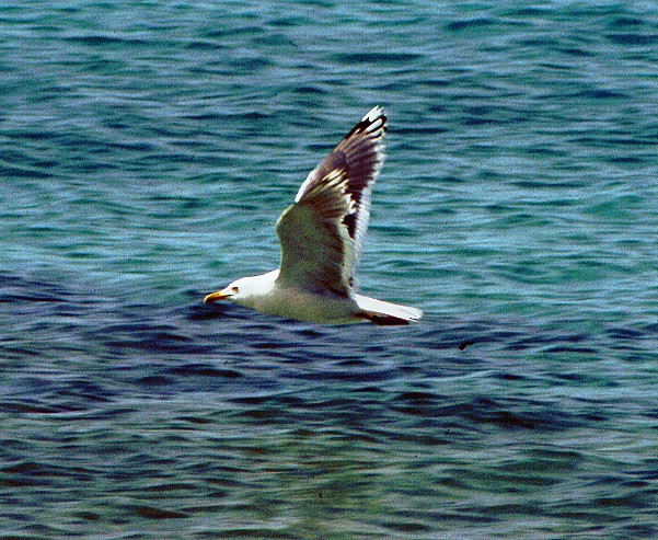 Gaviota de Kamchatka - ML35779441