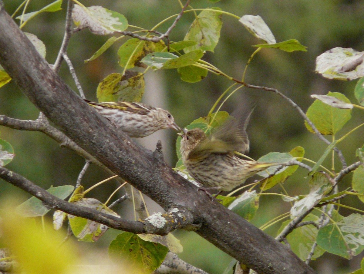 Pine Siskin - ML35779771