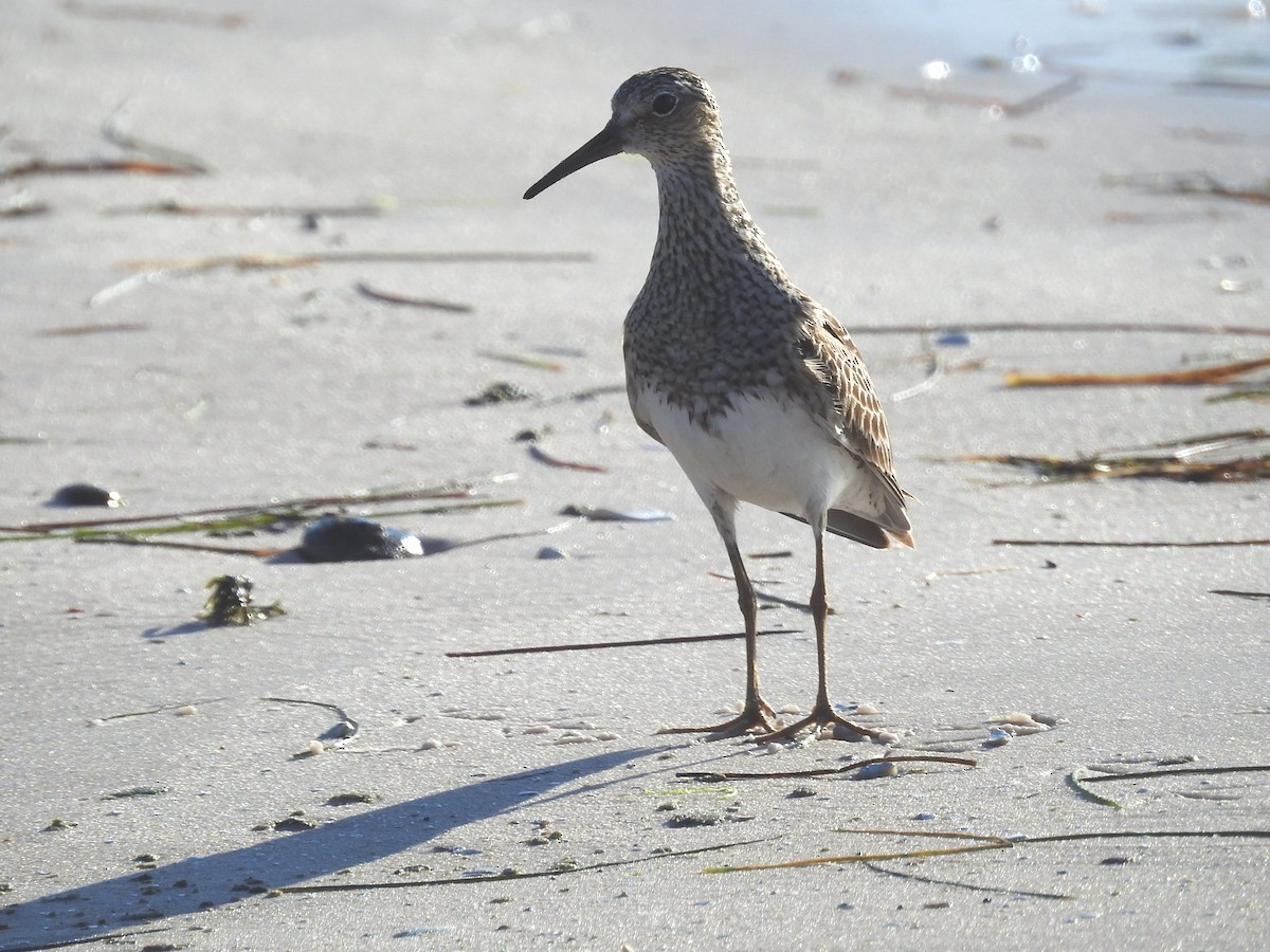 Graubrust-Strandläufer - ML357797921