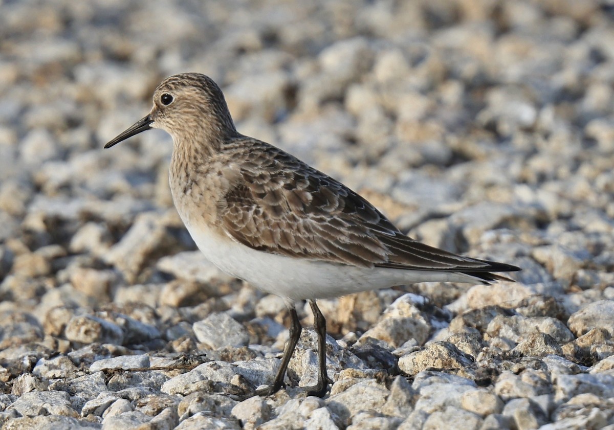 Baird's Sandpiper - ML357797951