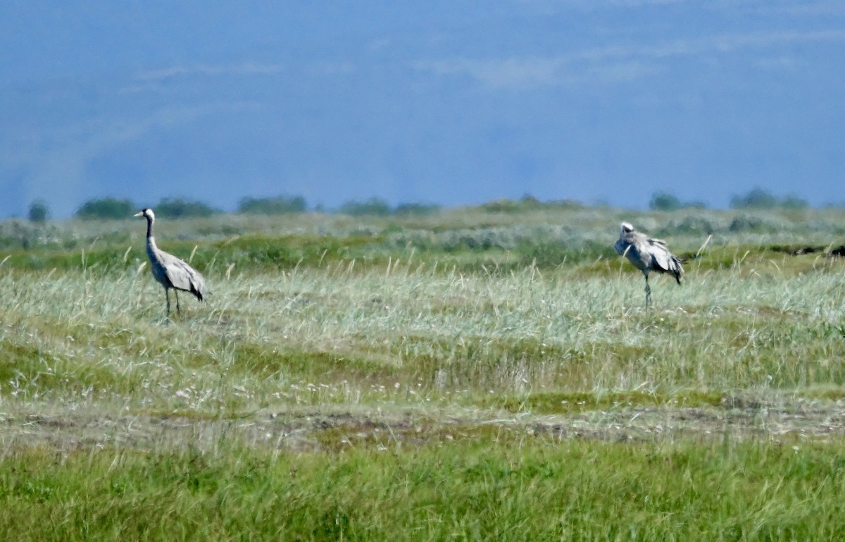 Common Crane - ML357798591