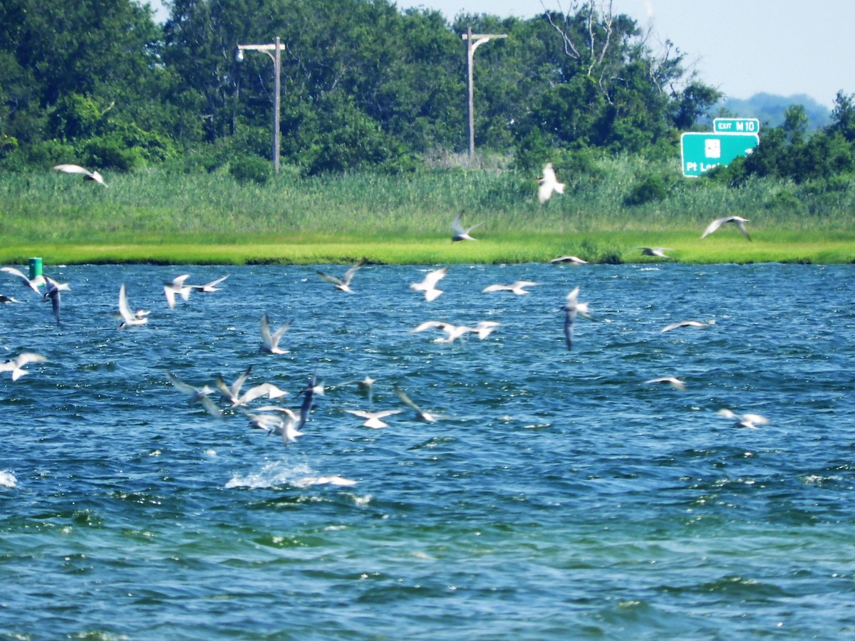 Forster's Tern - ML357800961