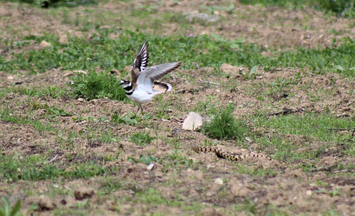 Killdeer - ML357802651