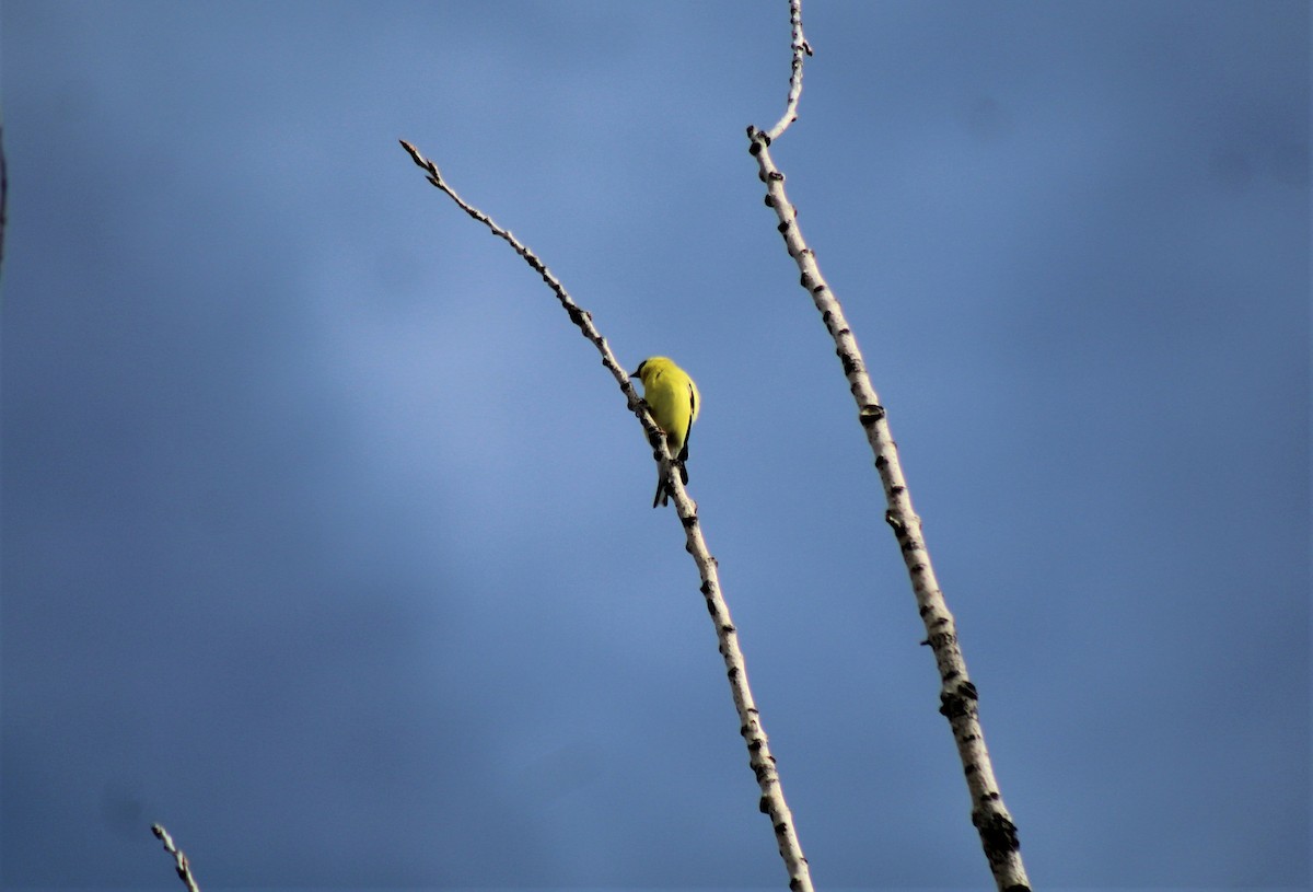 American Goldfinch - Robert Klipp