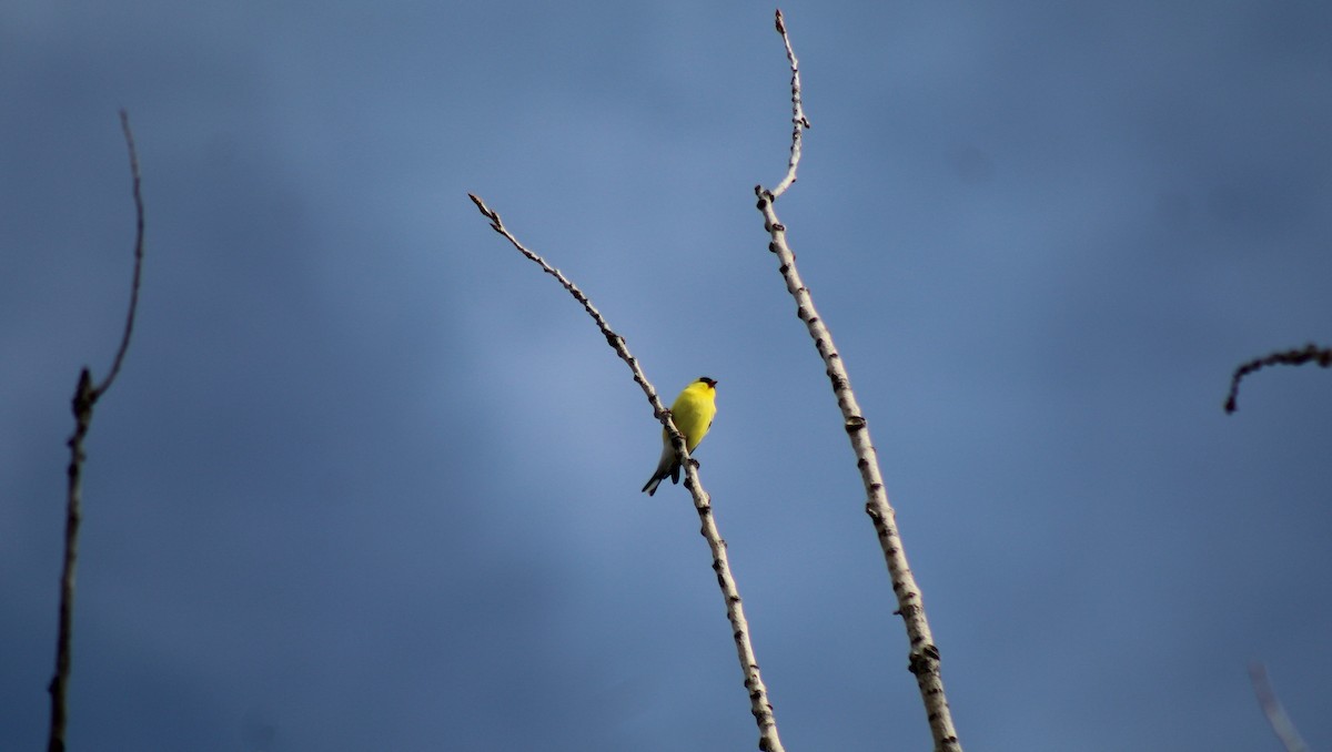 American Goldfinch - ML357802711