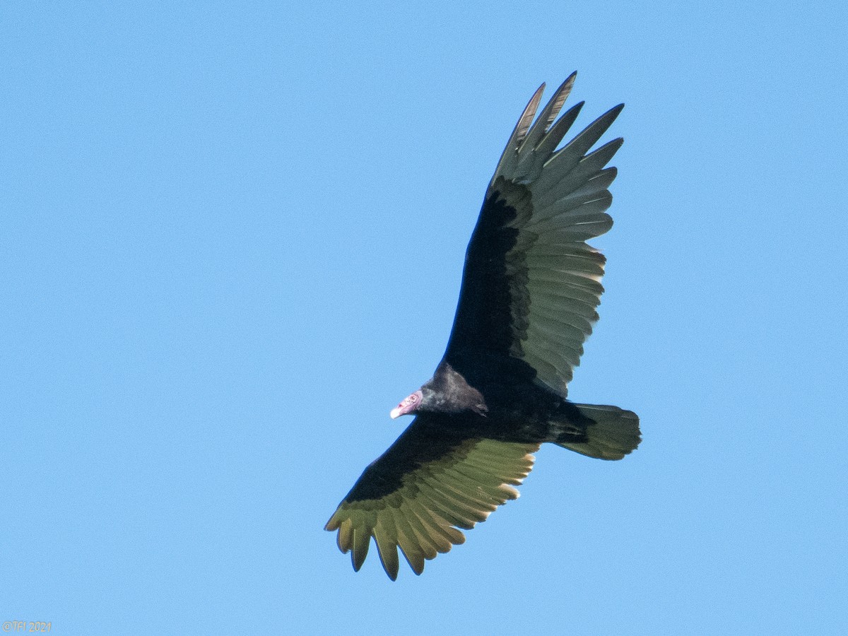 Turkey Vulture (Northern) - ML357804371