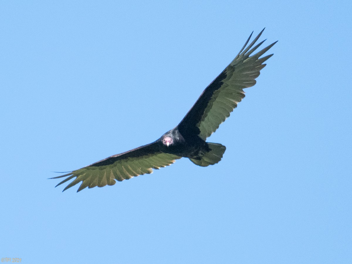 Turkey Vulture (Northern) - ML357804391