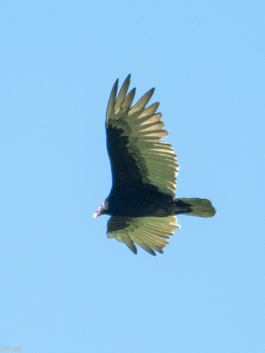 Turkey Vulture (Northern) - ML357804411