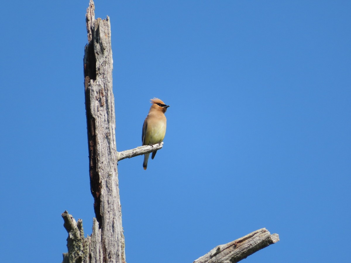 Cedar Waxwing - Marcia Merithew