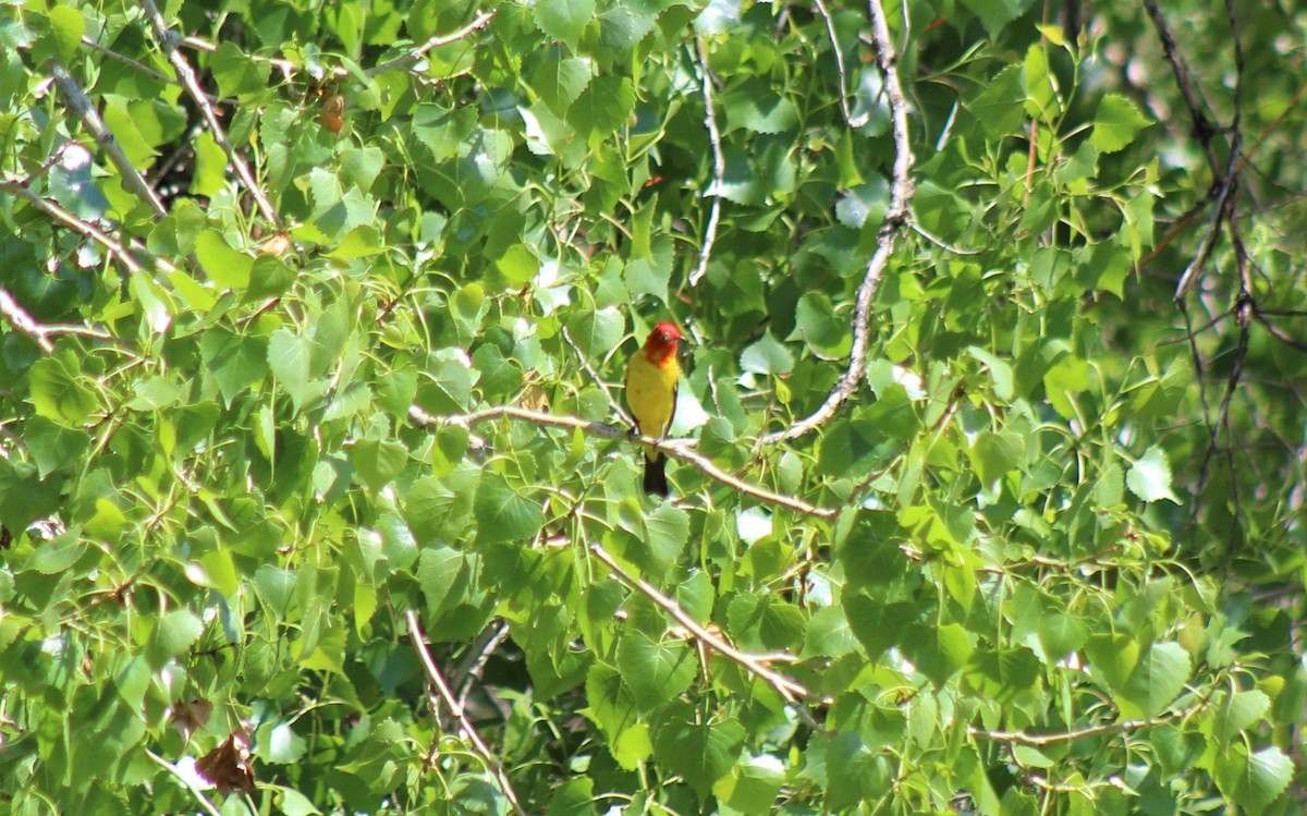 Western Tanager - Robert Klipp