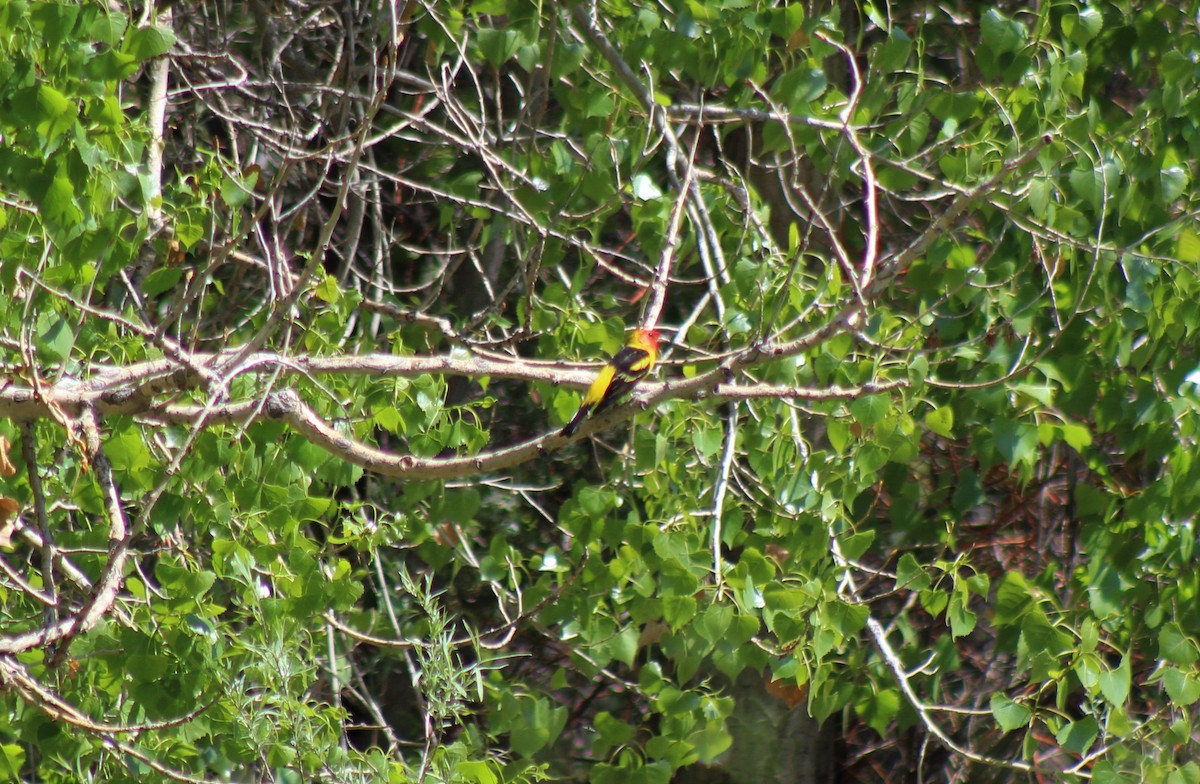 Western Tanager - Robert Klipp