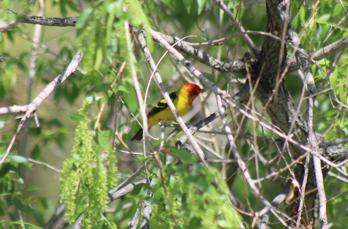 Western Tanager - Robert Klipp