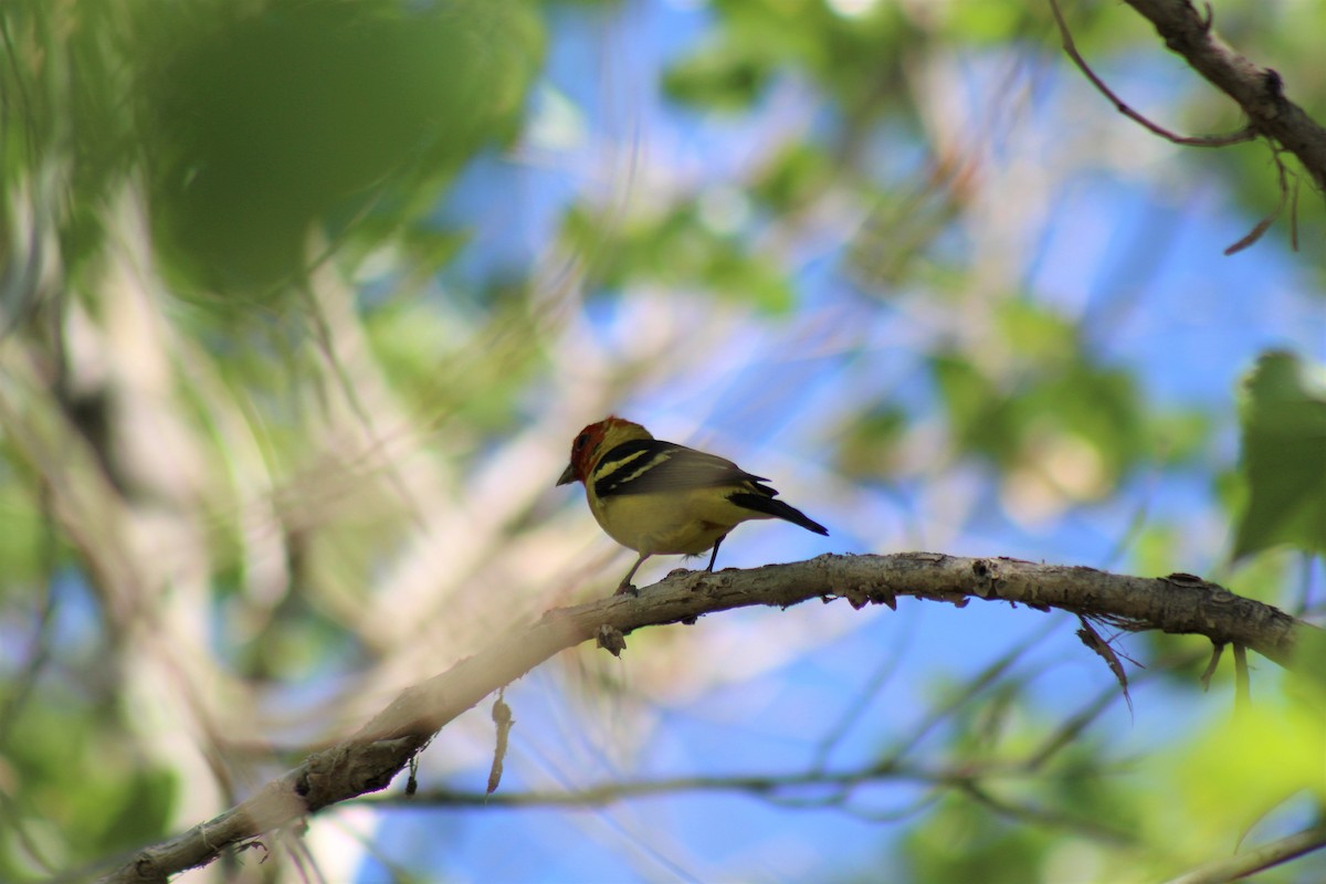 Western Tanager - Robert Klipp