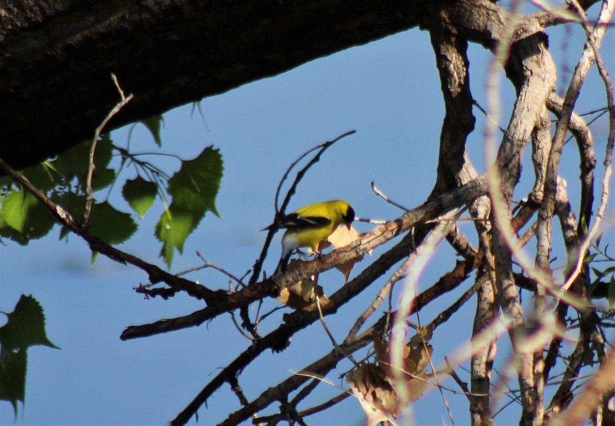 American Goldfinch - ML357805431