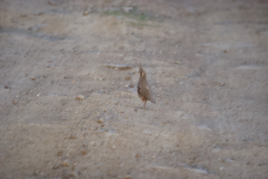 Mountain Quail - ML357806221