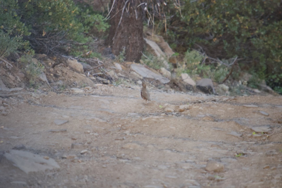 Mountain Quail - ML357806321