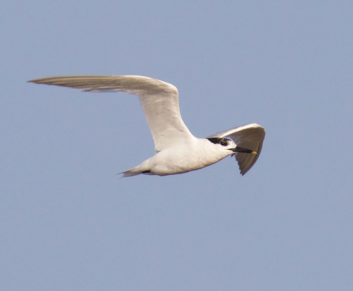 Sandwich Tern - ML357806761