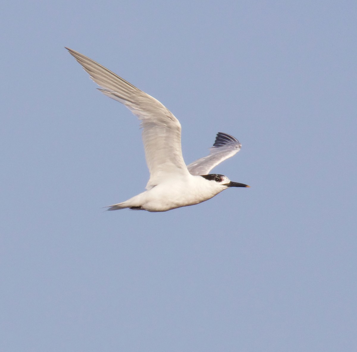 Sandwich Tern - ML357806781