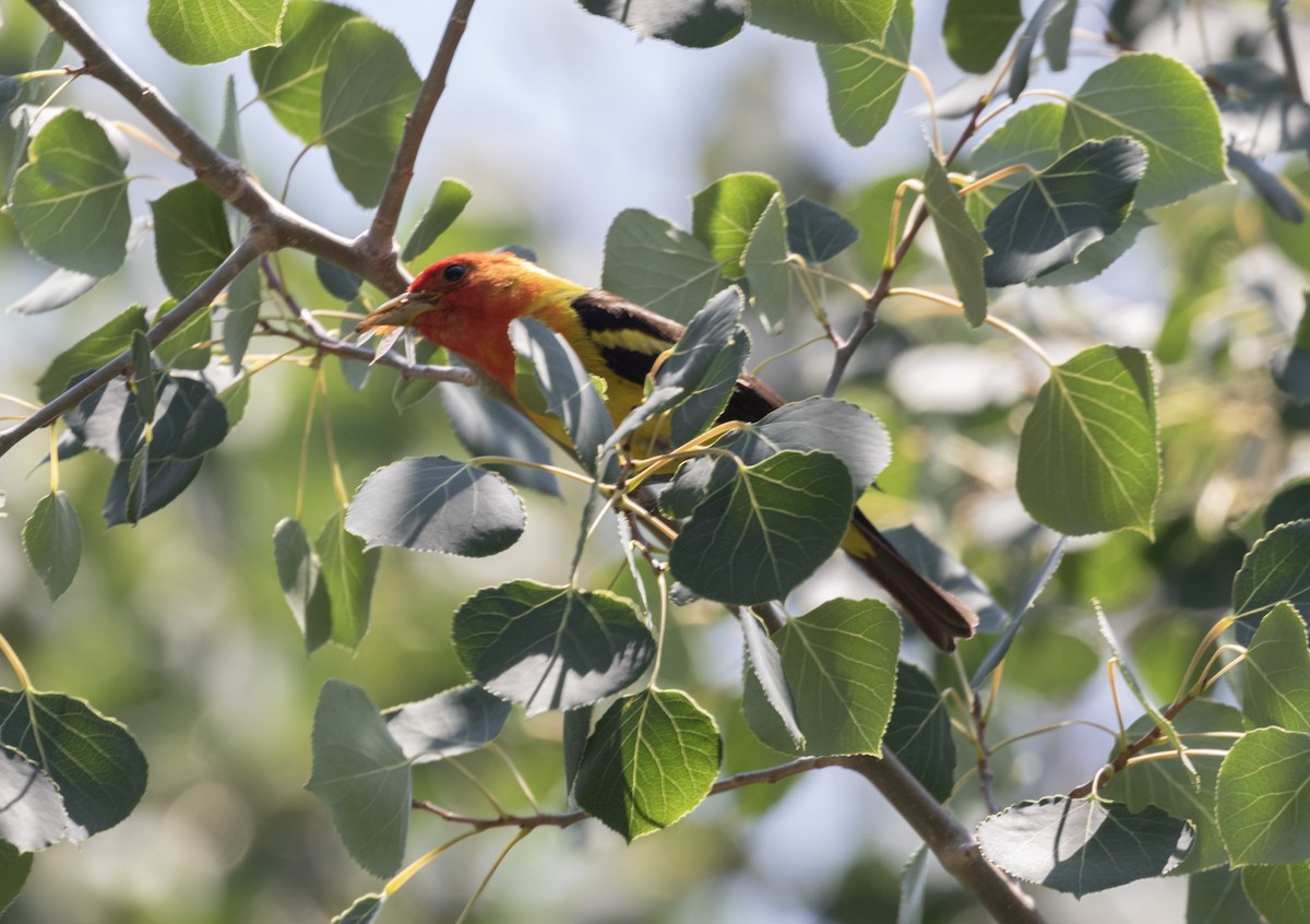 Western Tanager - ML357807261