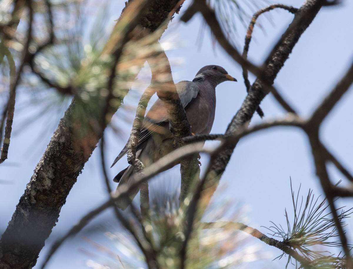 Band-tailed Pigeon - ML357807301