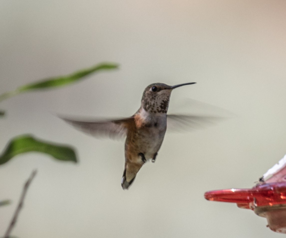 Rufous Hummingbird - ML357807331