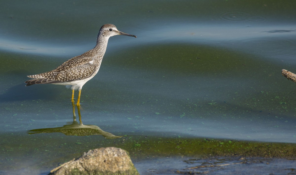 Lesser Yellowlegs - Mike Austin