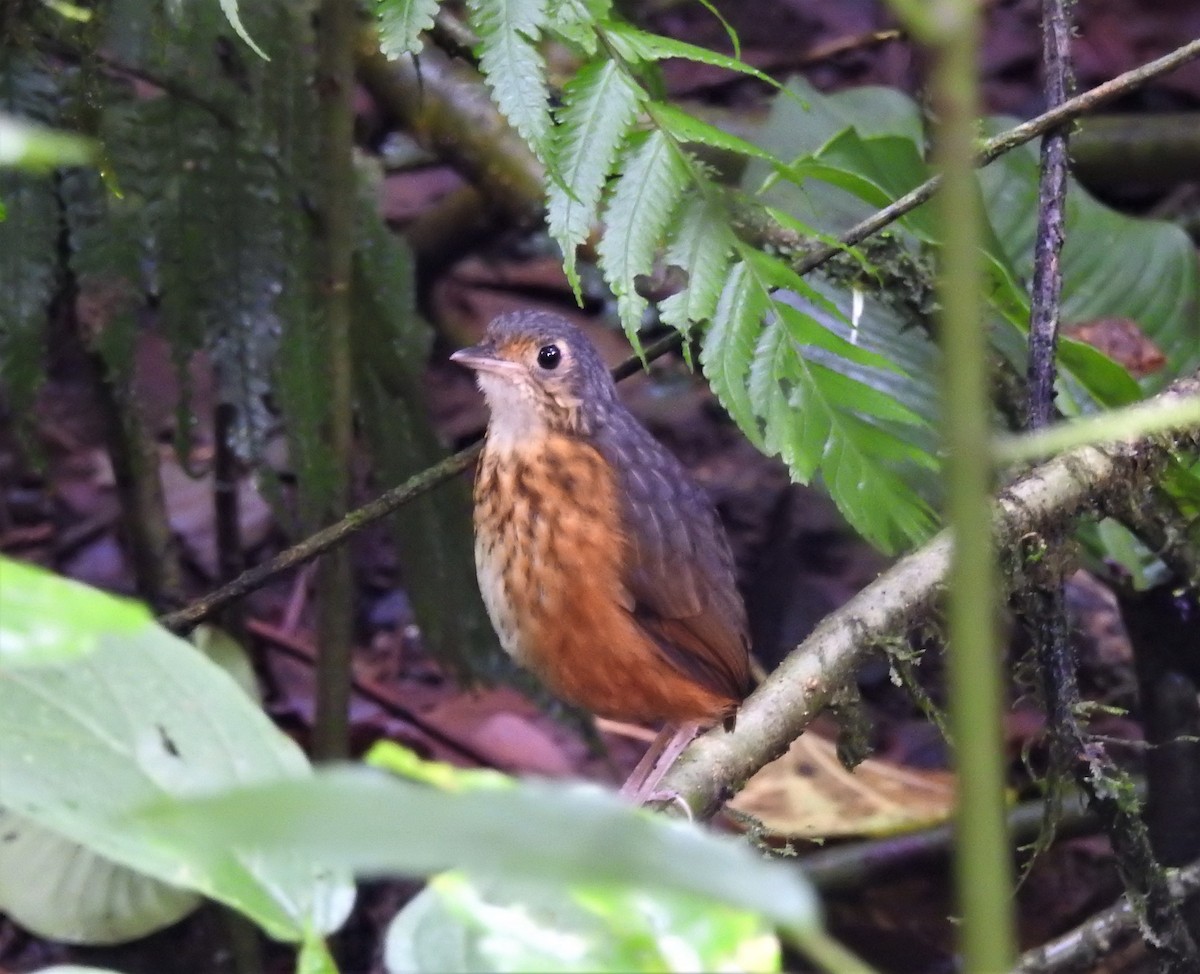 Thicket Antpitta - Néstor Villalobos Rojas