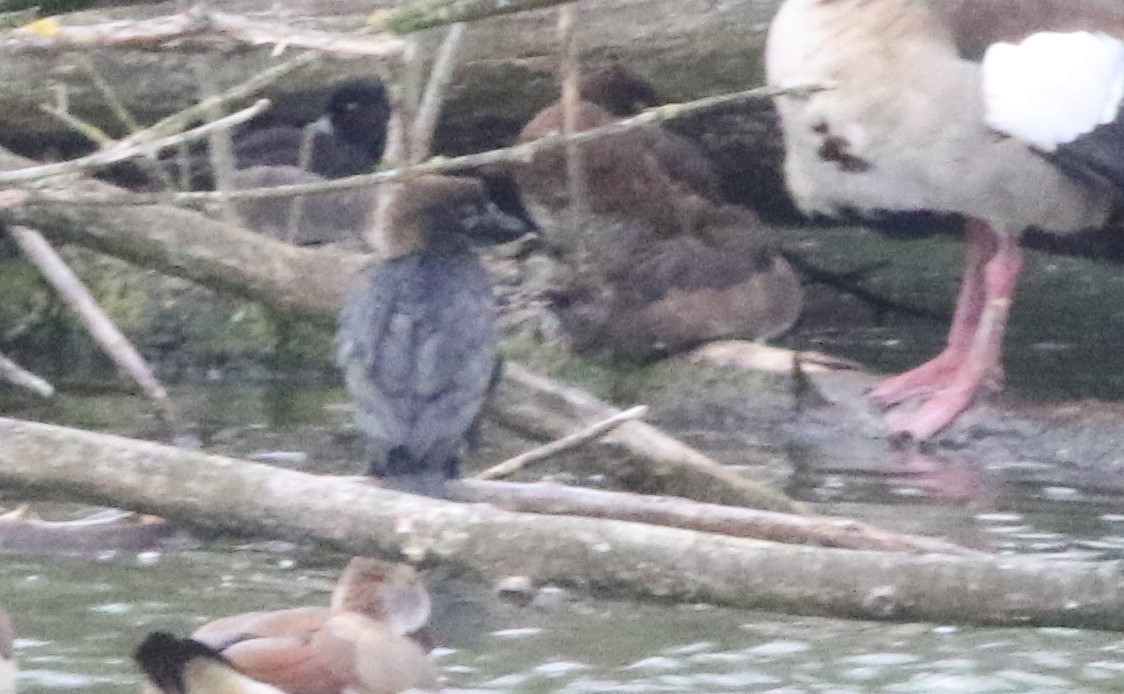 Pygmy Cormorant - ML357809751