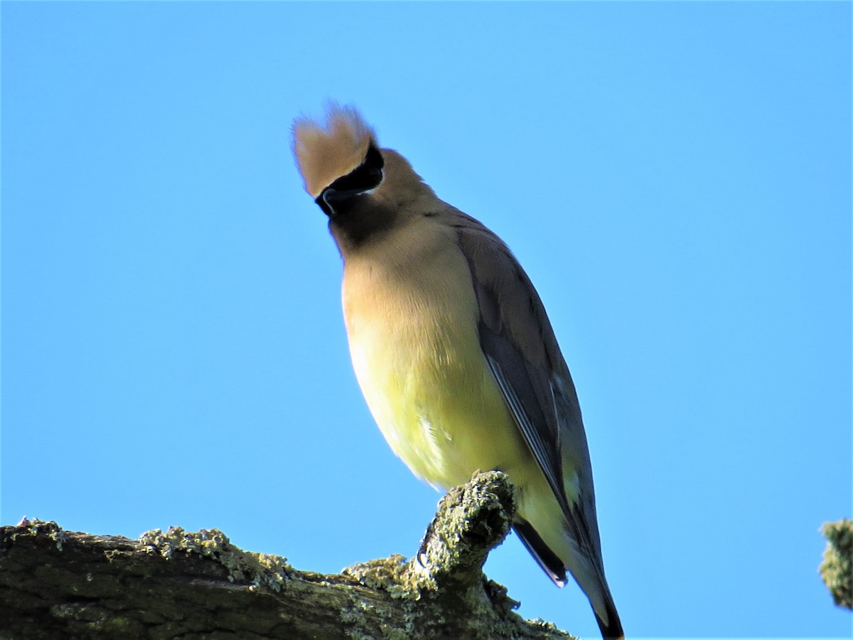 Cedar Waxwing - Amanda Kallenbach