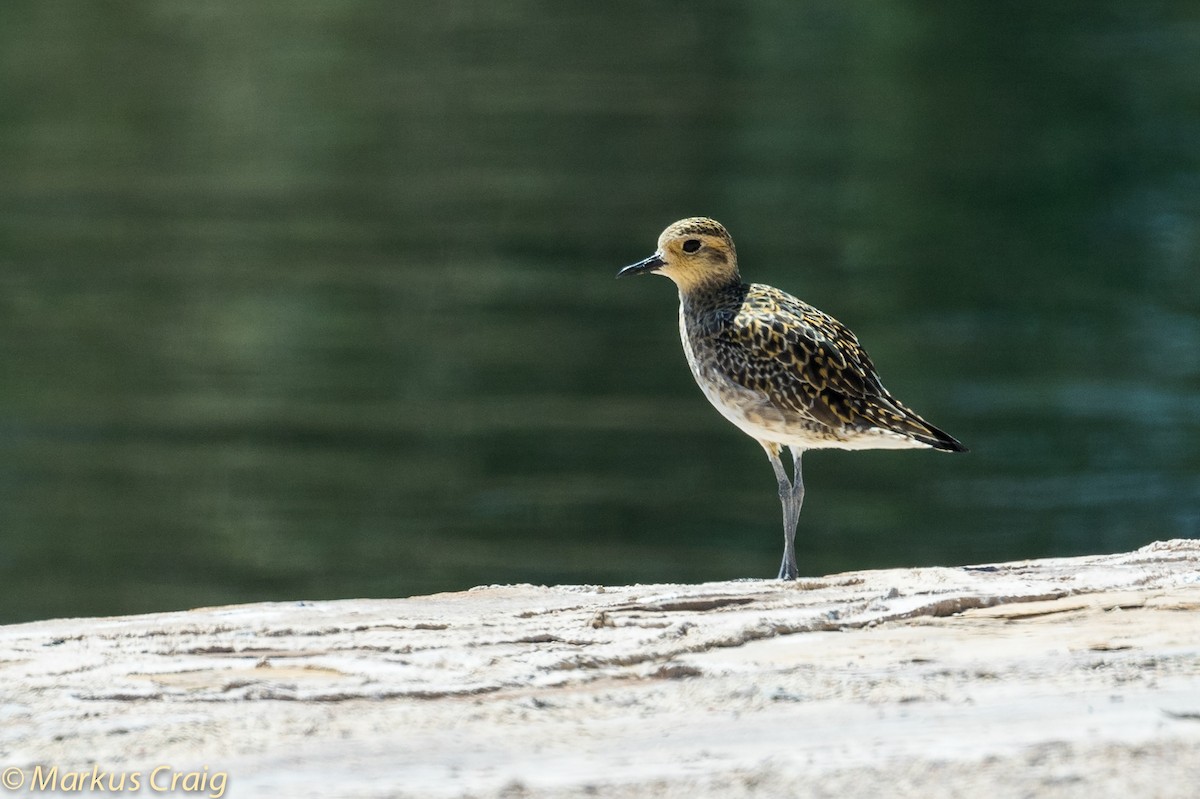 Pacific Golden-Plover - Markus Craig