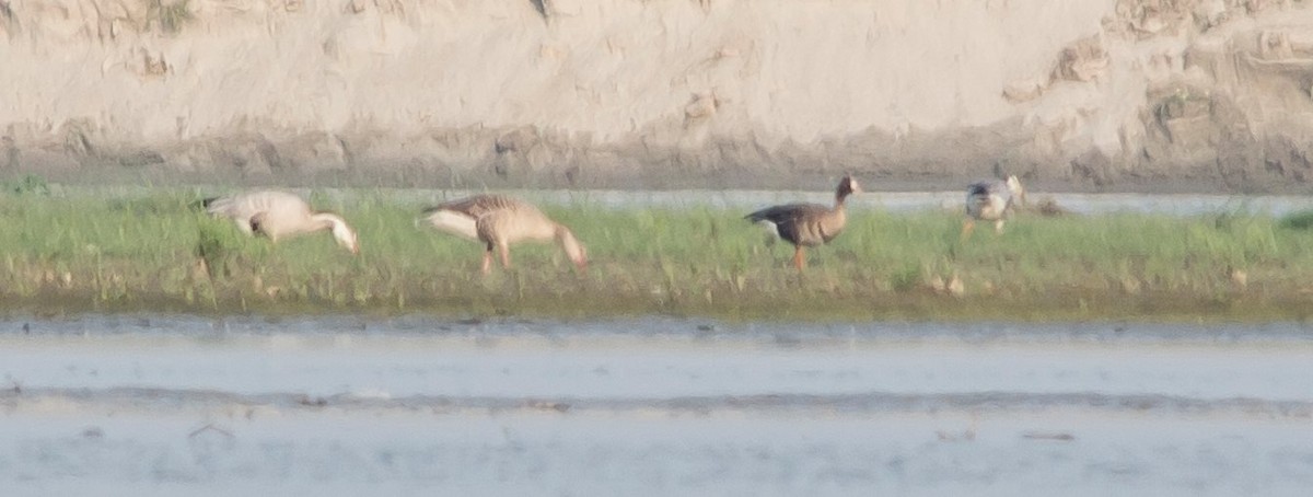 Lesser White-fronted Goose - ML35781681