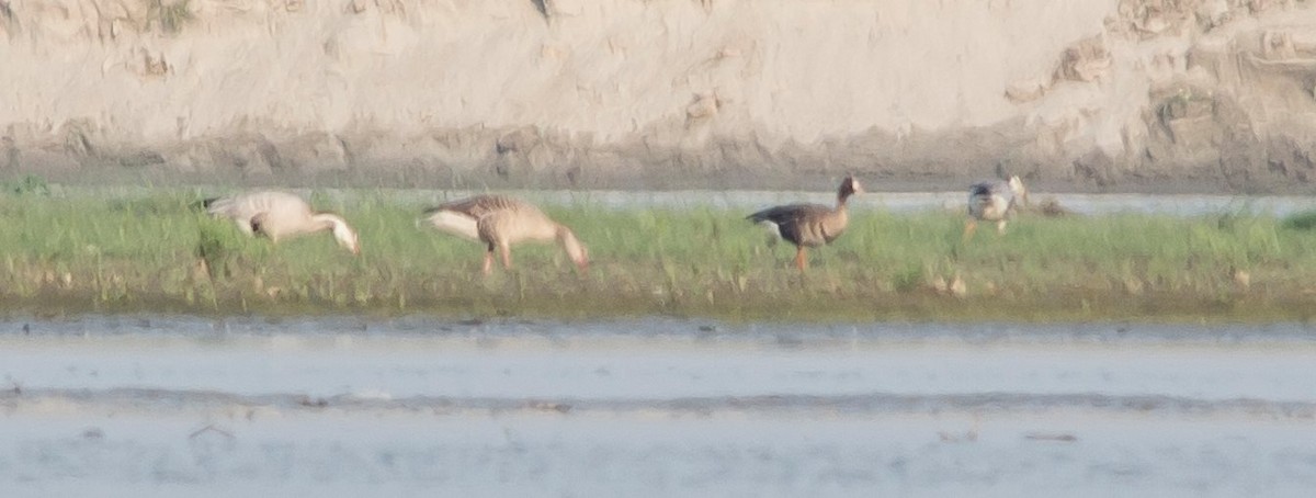 Lesser White-fronted Goose - Krishna Deepak