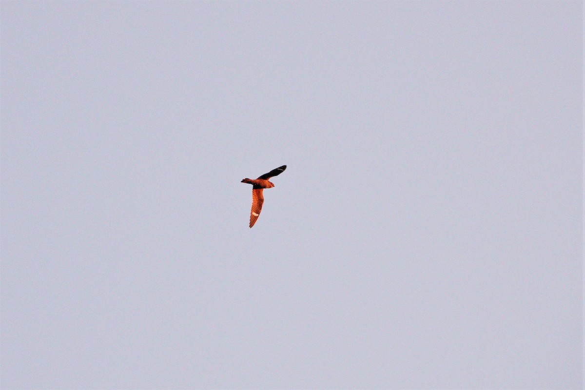 Common Nighthawk - ML357817281
