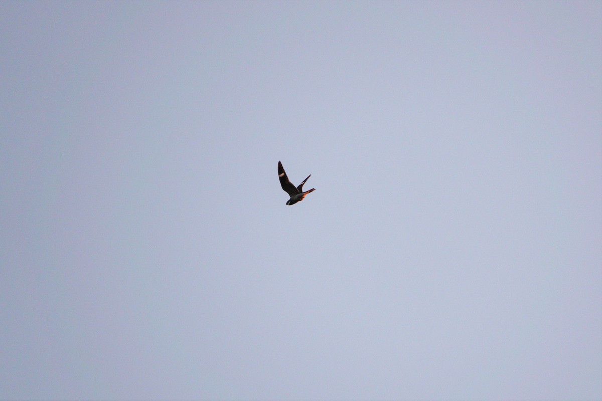 Common Nighthawk - ML357817351