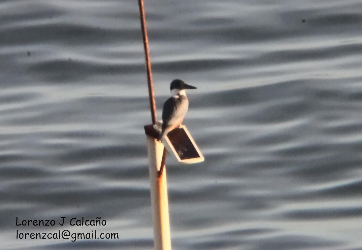 Ringed Kingfisher - ML357820051