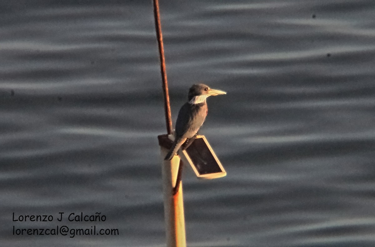 Ringed Kingfisher - ML357820091